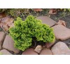 Кипарисовик туполистный  Нана Лютеа (Nana Lutea) С2